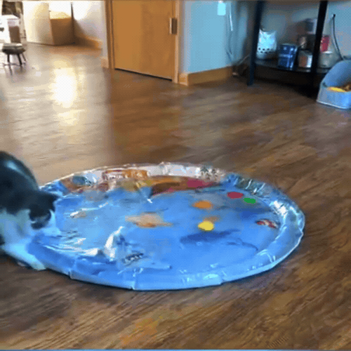 AquaMatou tapis aquatique pour chat - demo animee