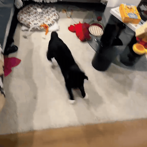 oiseau_gif